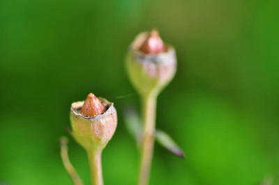 Ballonblume-Platydingsbums.JPG