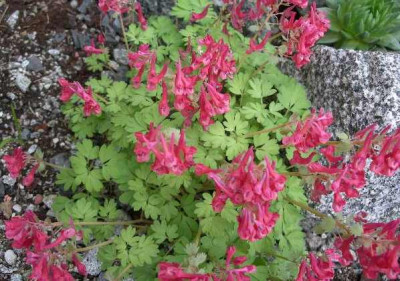 Corydalis_solida_Scharrer.JPG