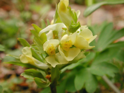 Corydalis_bracteata_Bluten.jpg