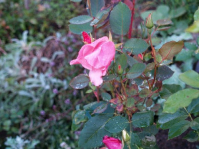 Dainty_Bess123.jpg