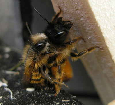 wildbienen2_p4150663.jpg