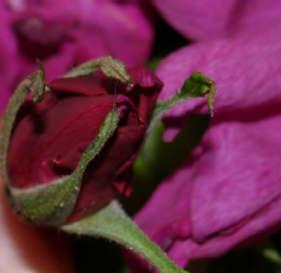 rosen_037.jpg