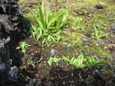 Spiranthes_odorata_Chadds_Ford.jpg