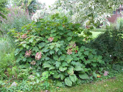 Hydrangea_quercifolia_nach_8__Jahren_800x600.jpg
