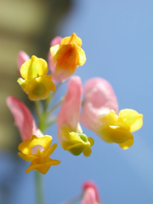 Corydalis_sempervirens.jpg