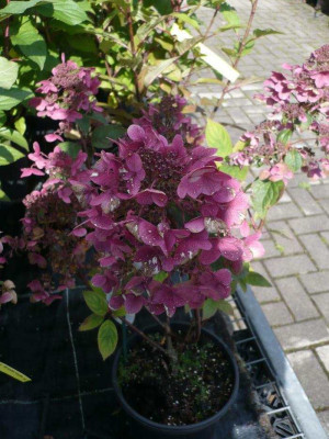 Hydrangea_Wims_Red2.jpg