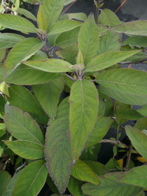 Hydrangea_villosa_Spinners2.jpg