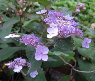Hydrangea_villosa_Blute.jpg