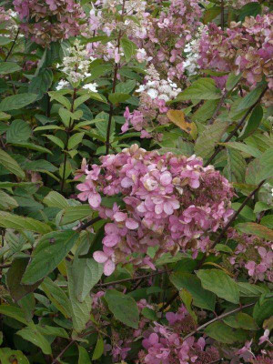 Hydrangea_pani._Pink_Diamond.jpg