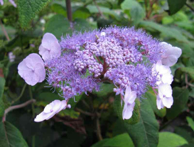 Hydrangea_villosa_Mauvette_5_800x600.jpg