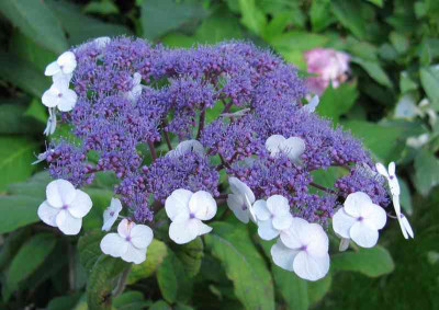 Hydrangea_aspera_immer_noch_unbekannt_4_800x600.jpg
