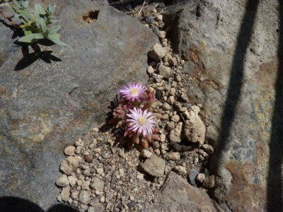 Delosperma_fars_2010.jpg