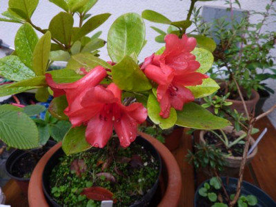 Rhododendron_lochiae_fars_2010.jpg