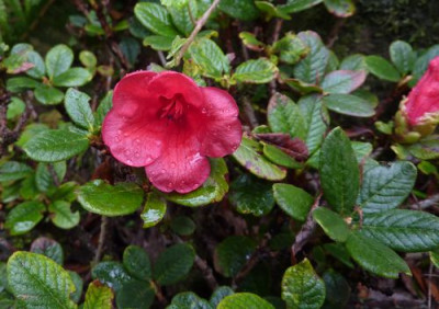 Rhododendron_forrestii__fars_2010.jpg