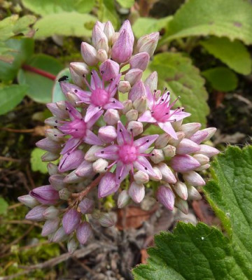 sedum_ewersii_fars_2010.jpg