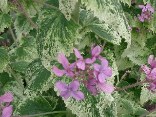 Lunaria.jpg