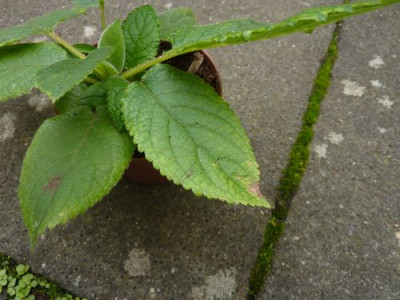 Hydrangea_aspera__ssp._sargentiana_fars_2010.jpg