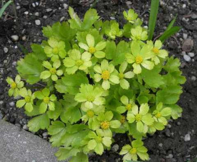 Hacquetia_epipactis.JPG