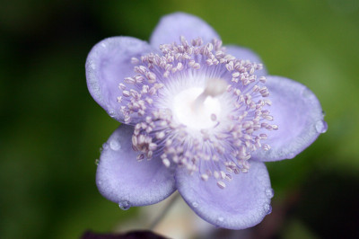 Deinanthe_caeruleaIMG_6772jpg.jpg
