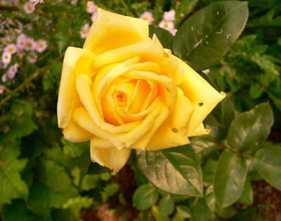 Citrina.jpg