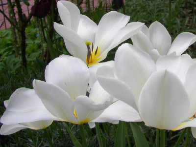 Tulpe_weiss_05.jpg