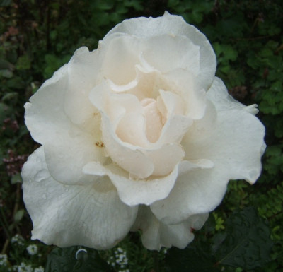 Margaret_Merril_Dauerregen.JPG