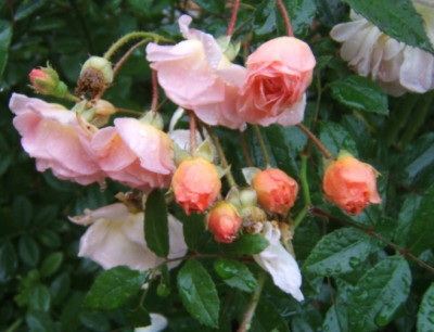 Ghislaine_Dauerherbstregen.JPG