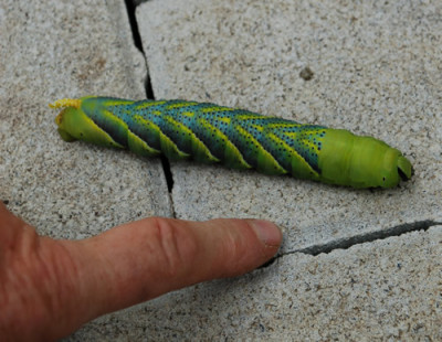 Raupe_0010__9816.jpg