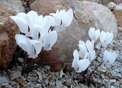 c.graecum.jpg