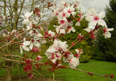 77Prunus_TheBride.jpg
