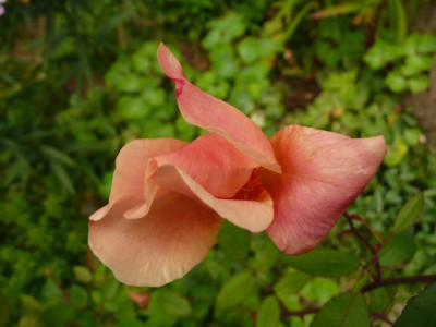 k-Mutabilis_Sept.2010.jpg