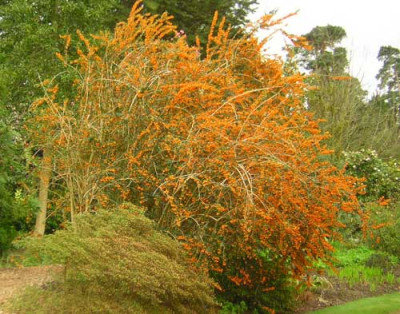 77Berberis_lologensis.jpg