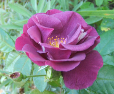 RiB_15-9-10.JPG