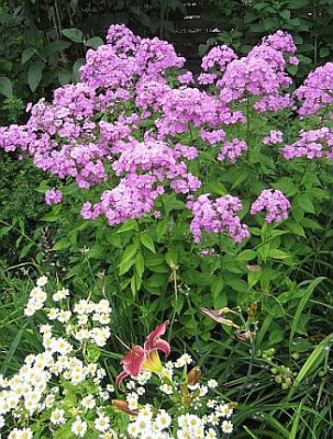 Phlox_amplifolia_63593.jpg