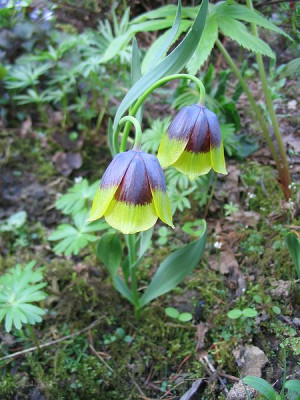 Fritillaria_michailovskyi_2.jpg