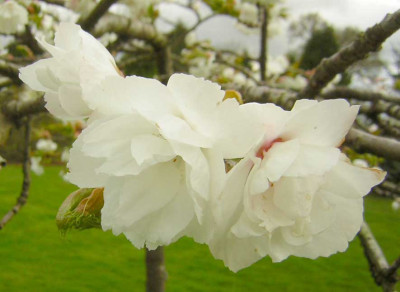 77Prunus_Shirotae1.jpg