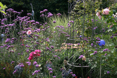 Verbena_bonariensis0610.jpg