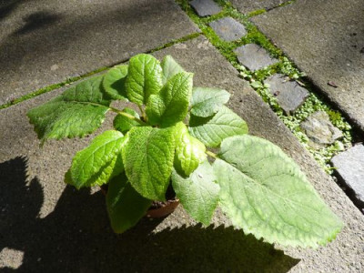 Hydrangea-Saemling_1_fars_2010.jpg