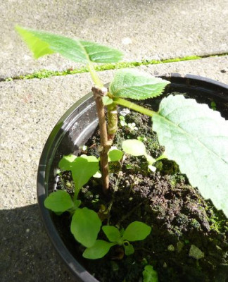 Hydrangea-Saemling_3_fars_2010.jpg