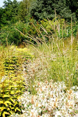 wisley02_web.jpg