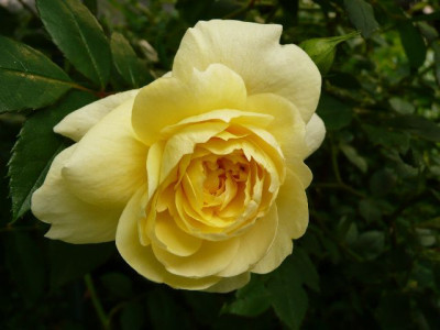 k-Yellow_Romantica_Sept.jpg