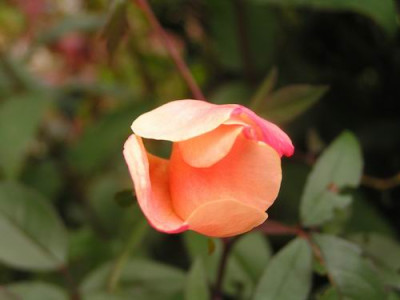100916_03a.jpg