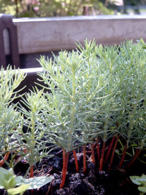 SIMG0853.JPG