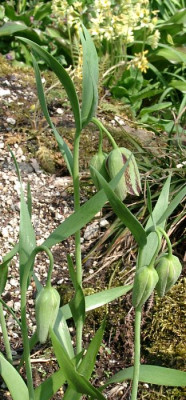 04140008_eFritillaria_hermonis_ssp_amana.JPG