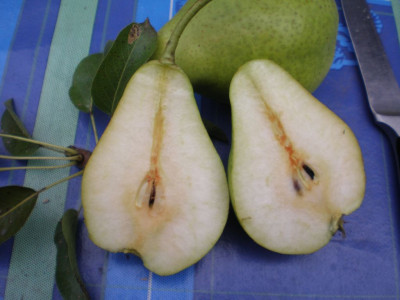 birnsortbestimm2.jpg