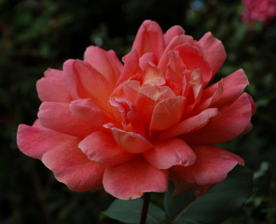 Anne_Marie_Trechslin_0010__79830.jpg