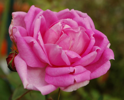 Cornet_0010__79841.jpg