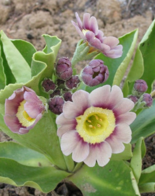 gartenaurikel_1631.jpg