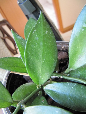 Hoya_unbek_Blatt.jpg