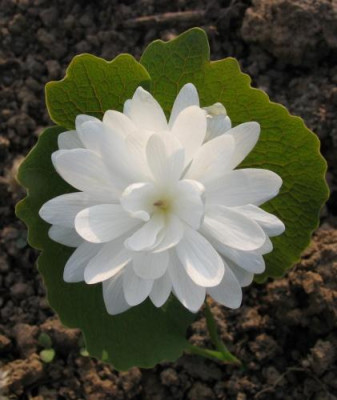 sanguinaria_canadensis_1627.jpg